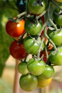 Tomato Fruit Vegetables