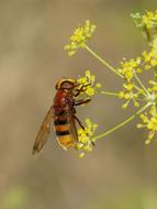 macro picture of delightful Hoverfly Sirphidae insect