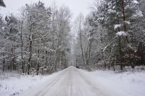 Winter Forest Snow