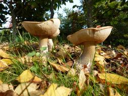 Mushrooms Autumn Nature