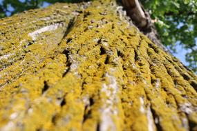 The Bark Moss Tree