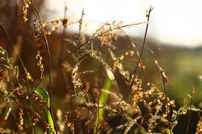 Grass Backlighting Sun