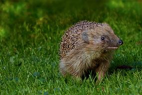 little hedgehog runs on a green lawn