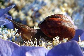 cute brown snail on the rocks