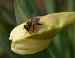 Bee Flower