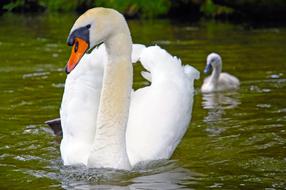 a family of white swans swims in the pond, masuria