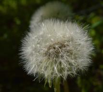 Dandelion Flower Summer Beautiful