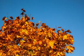 Fall Leaves Orange