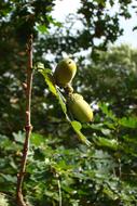 Autumn Acorns Forest