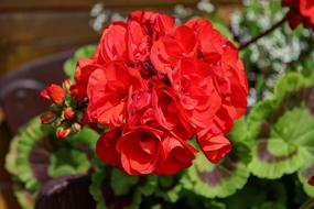 Flower Red Garden