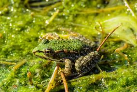 green frog in green water close-up on blurred background