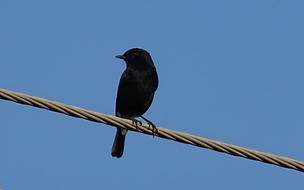 Bird Pied Bush amazing