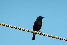 Black bird sitting on the wire at blue sky background