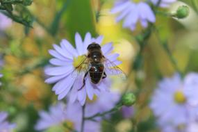 Bee Close Up Flower