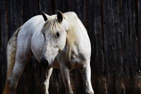 white horse stands near the fence