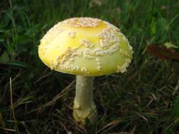 Mushroom Amanita Flavoconia Nature