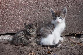 amazing Kitten Animals
