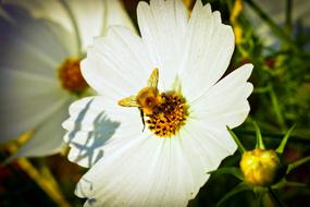 Chrysanthemum Flower Blossom