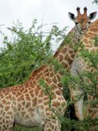 gorgeous young African giraffe