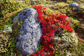 Mountain Hiking Norway