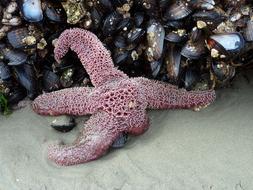 Starfish Mussels Beach