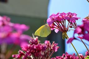 Gonepteryx Rhamni Butterfly on pink Flower