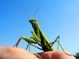praying mantis on hand close-up on blurred background