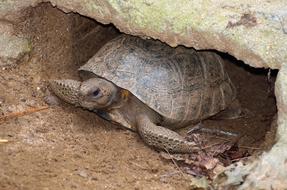 Gopher Turtle Wildlife