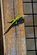 Close-up of the beautiful, green and yellow lizard on the construction