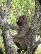 fluffy monkey on the branches of a tree