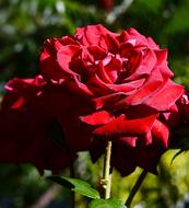 Rose Close Up Red