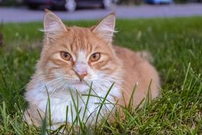 Cute white-red cat lies on the green lawn