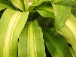 Nature Green Plants