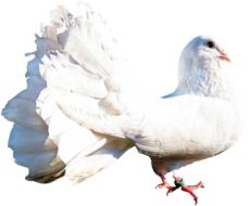 Beautiful white dove bird in light at white background