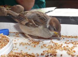 sparrow pecks grain