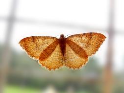 gorgeous Butterfly Window