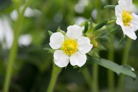 Green and white Strawberry Flowers