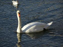 white swan on a lake in Zurich