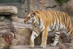 predatory tiger in the zoo near the stones