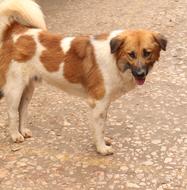 mongrel Dog on pavement