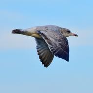 charming Seagull Water Air