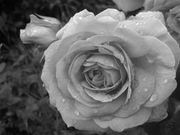 Rose Black And White Flower