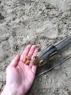 Feeding Chipmunk