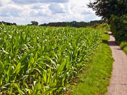 cornfield, country road