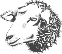 sheep head as an illustration
