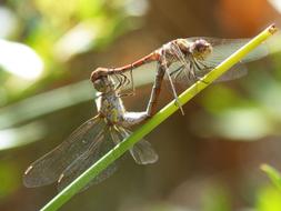 dragonflies the world of nature