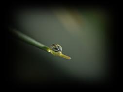 water Dew-Drop Dawn
