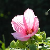 Flower Garden Blossom