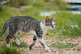 grey Spotted Cat walks on lawn