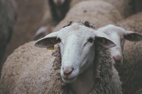 gorgeous Lamb Wool